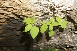 Image of Parietaria lusitanica subsp. chersonensis (Láng & Szov.) Chrtek