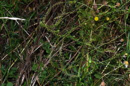 Image of Lepidium pseudotasmanicum Thell.