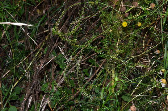 Image of Lepidium pseudotasmanicum Thell.