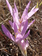 Image of Colchicum haynaldii Heuff.