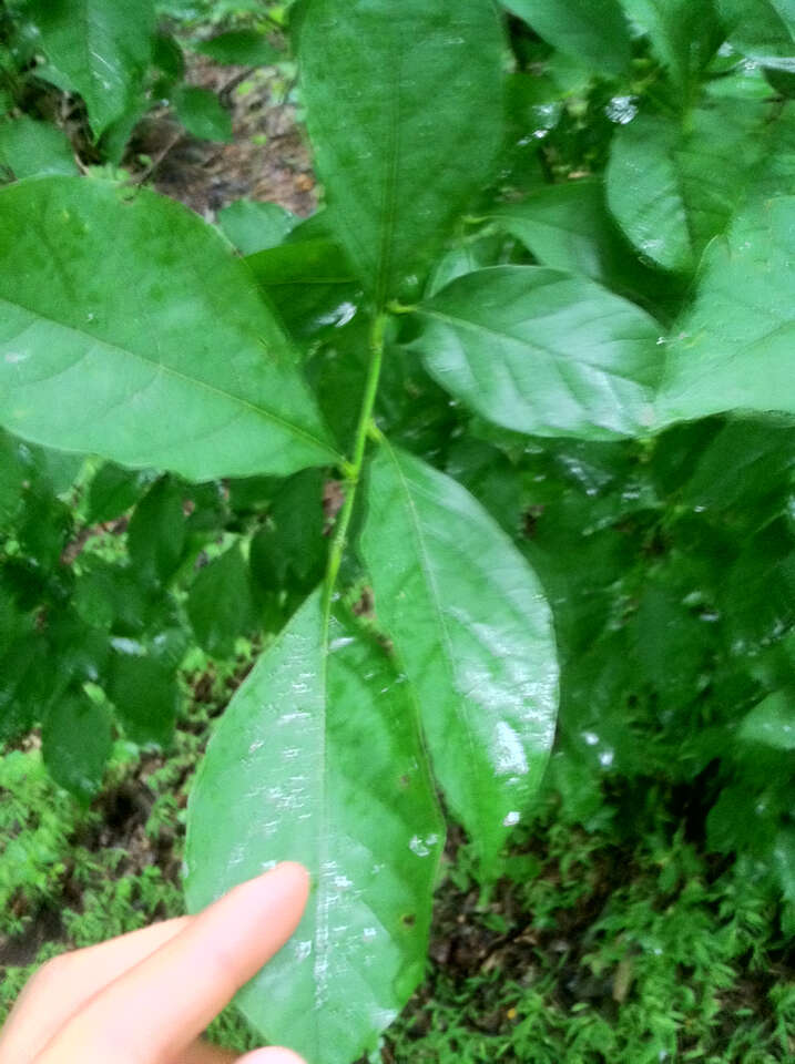 Image of northern spicebush