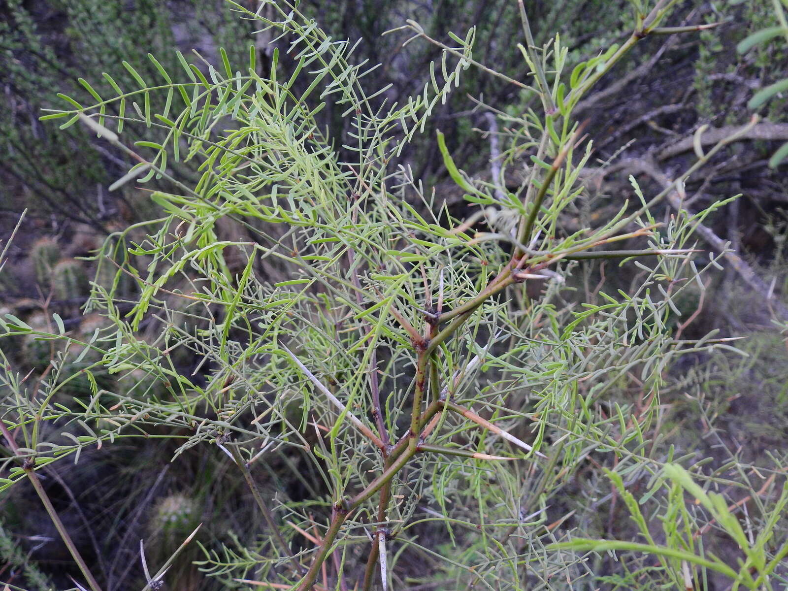 Image of Prosopis flexuosa DC.