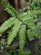 Plancia ëd Adiantum villosum L.