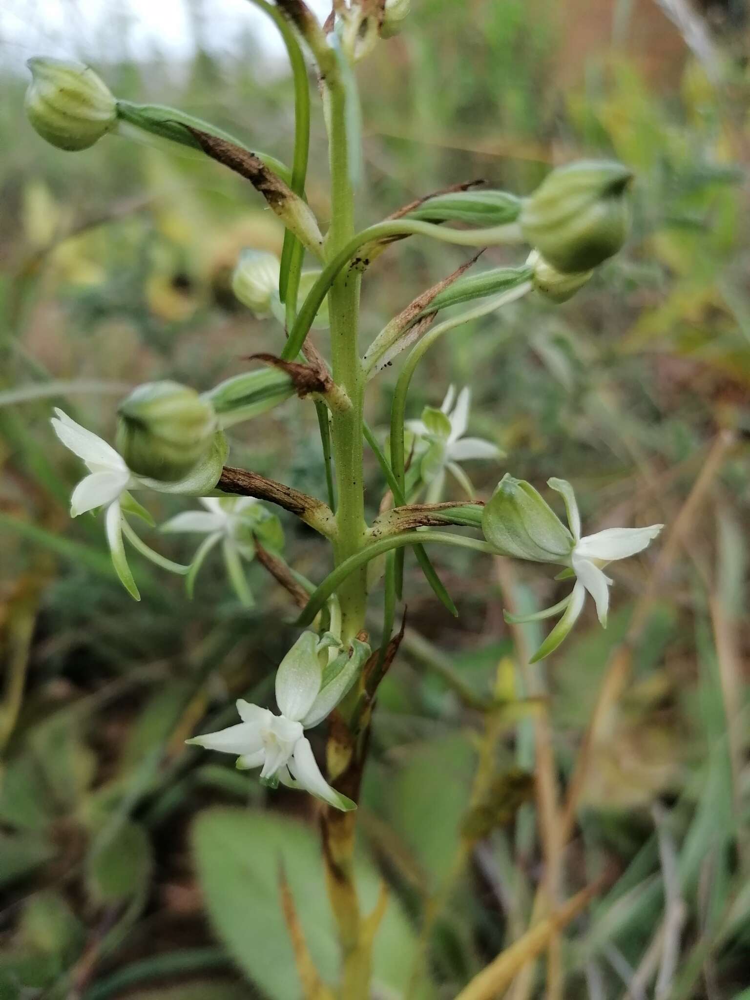 Image of Habenaria caffra Schltr.