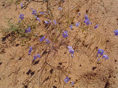 Image de Heliophila lactea Schltr.