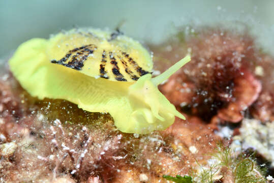 Image of yellow tylodina