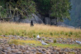 Image of Kermode bear