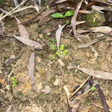 Selaginella ciliaris (Retz.) Spring resmi