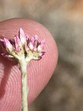 Image of Helichrysum tomentosulum (Klatt) Merxm.