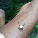 Image of Gasteracantha remifera Butler 1873