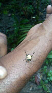 Image of Gasteracantha remifera Butler 1873