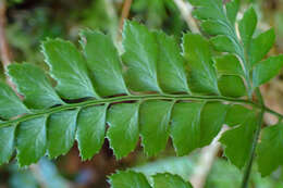 Image of Arachniodes rhomboidea (Schott) Ching