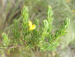 Image of Aspalathus asparagoides subsp. asparagoides