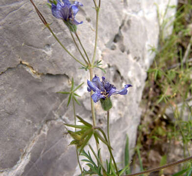 Image of Geranium libanoticum A. Schenk