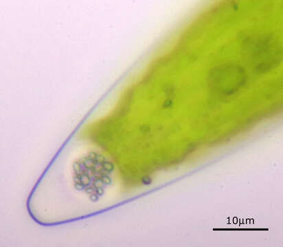 Image of Closterium acerosum