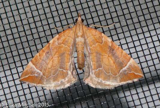 Image of Chevron Moth