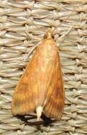 Image of Asian corn borer