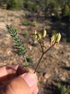 Imagem de Lomatium eastwoodiae (Coult. & Rose) J. F. Macbr.