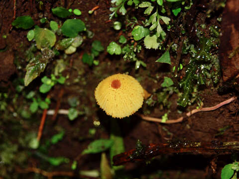 Image of Leucocoprinus brunneoluteus Capelari & Gimenes 2004