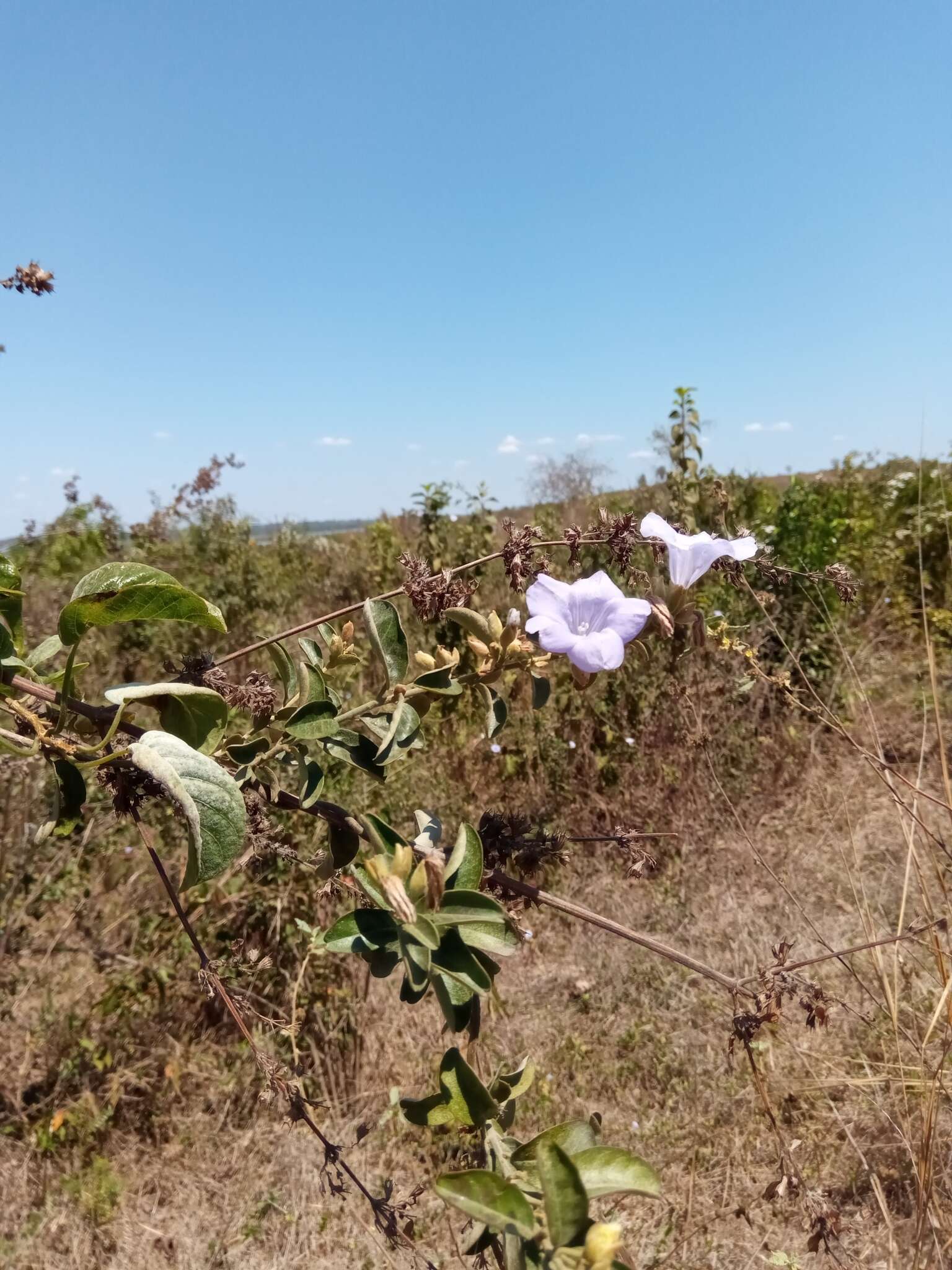 Image of Bonamia spectabilis (Boj. ex Choisy) Hall. fil.