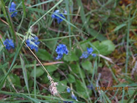 Imagem de Veronica tenuifolia Asso