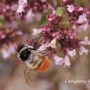 Imagem de Bombus formosellus (Frison 1934)