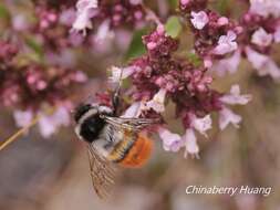 Image of Bombus formosellus (Frison 1934)