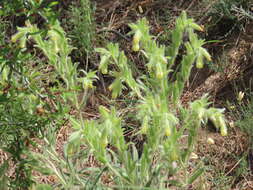 صورة Onosma tricerosperma Lag.