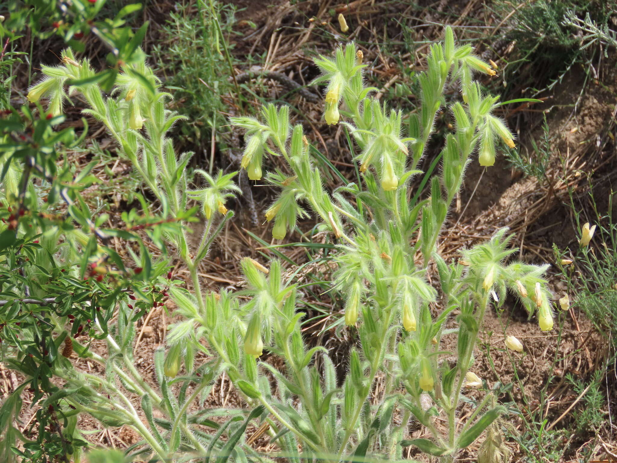 Слика од Onosma tricerosperma Lag.