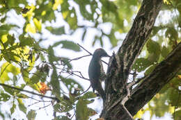 Image of Japanese Green Woodpecker