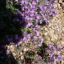 Image of Thymus gobicus Czern.