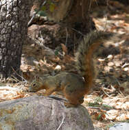 Image of Sciurus nayaritensis chiricahuae Goldman 1933