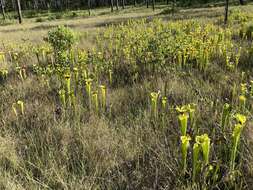 Image of Sarracenia flava var. rugelii (Shuttlew. ex DC.) Mast.