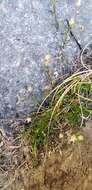 Image of Sticky-Stem Pearlwort