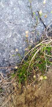 Image of Sticky-Stem Pearlwort