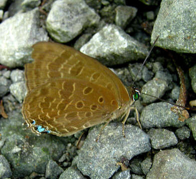 Plancia ëd Arhopala borneensis Bethune-Baker 1896