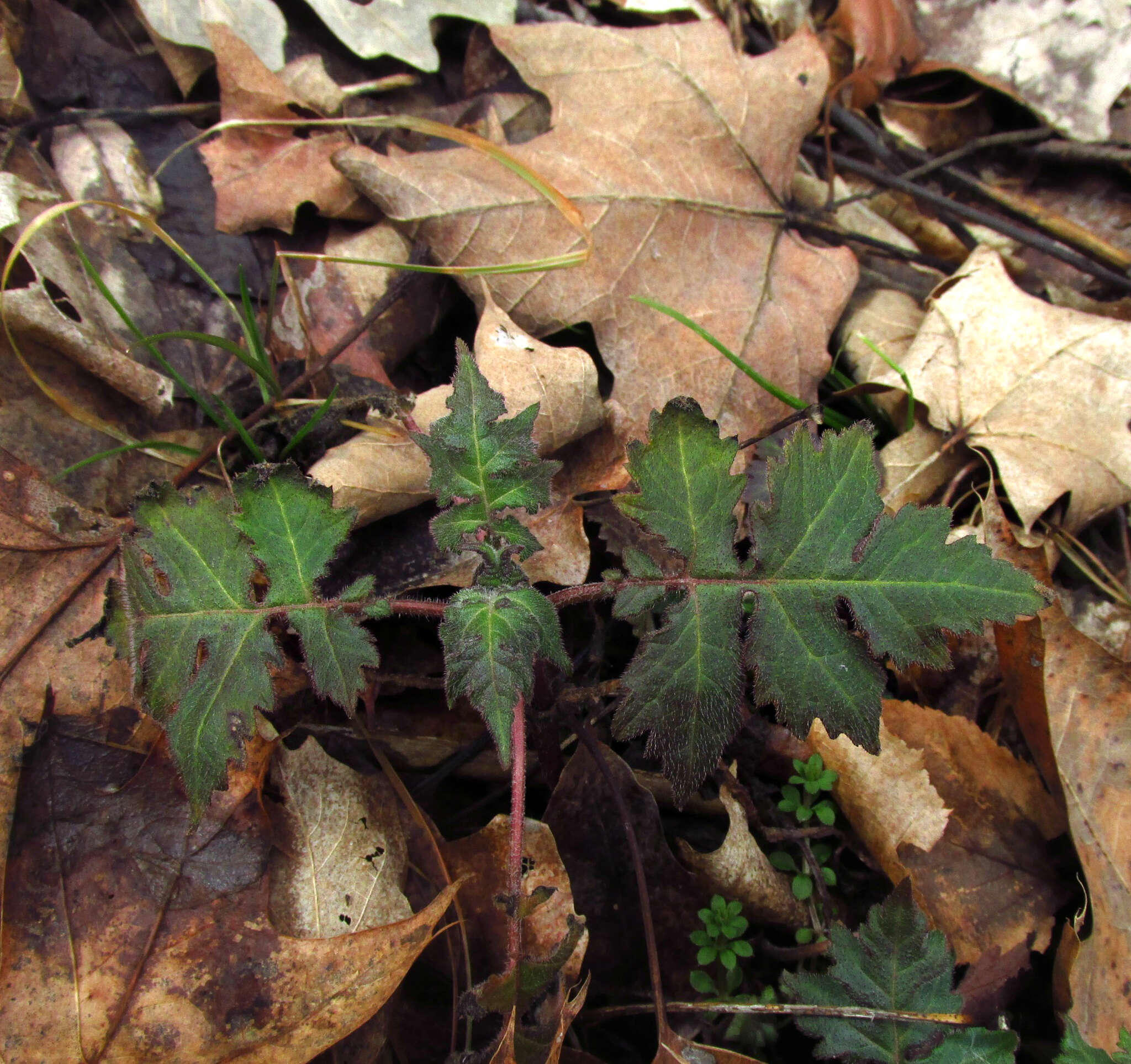 Image of whiteflower leafcup