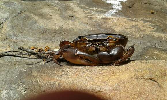 Image of Potamonautes unispinus Stewart & Cook 1998