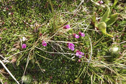 Image of Silene acaulis subsp. longiscapa Vierh.