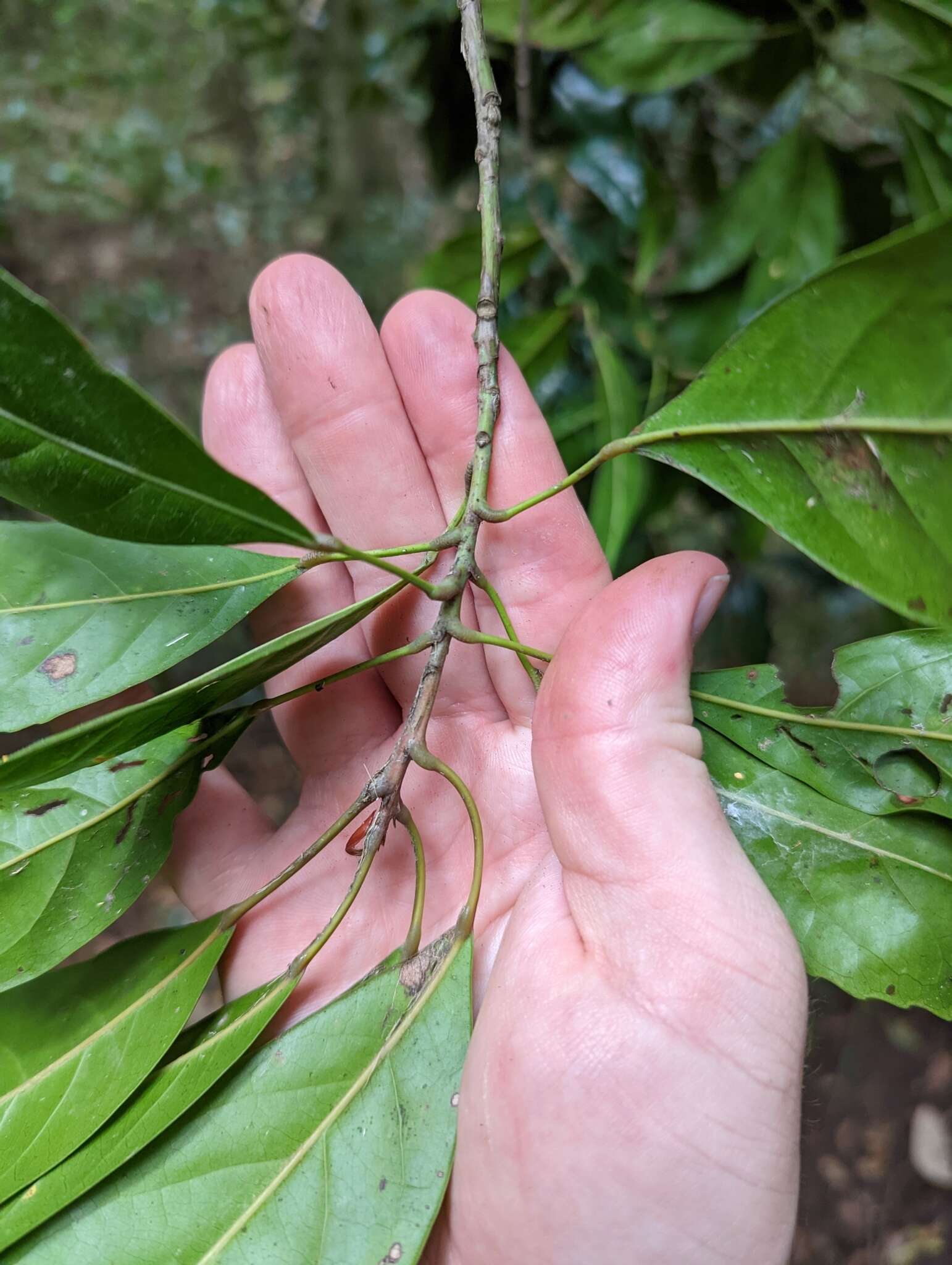 Image of Elaeocarpus eumundi F. M. Bailey
