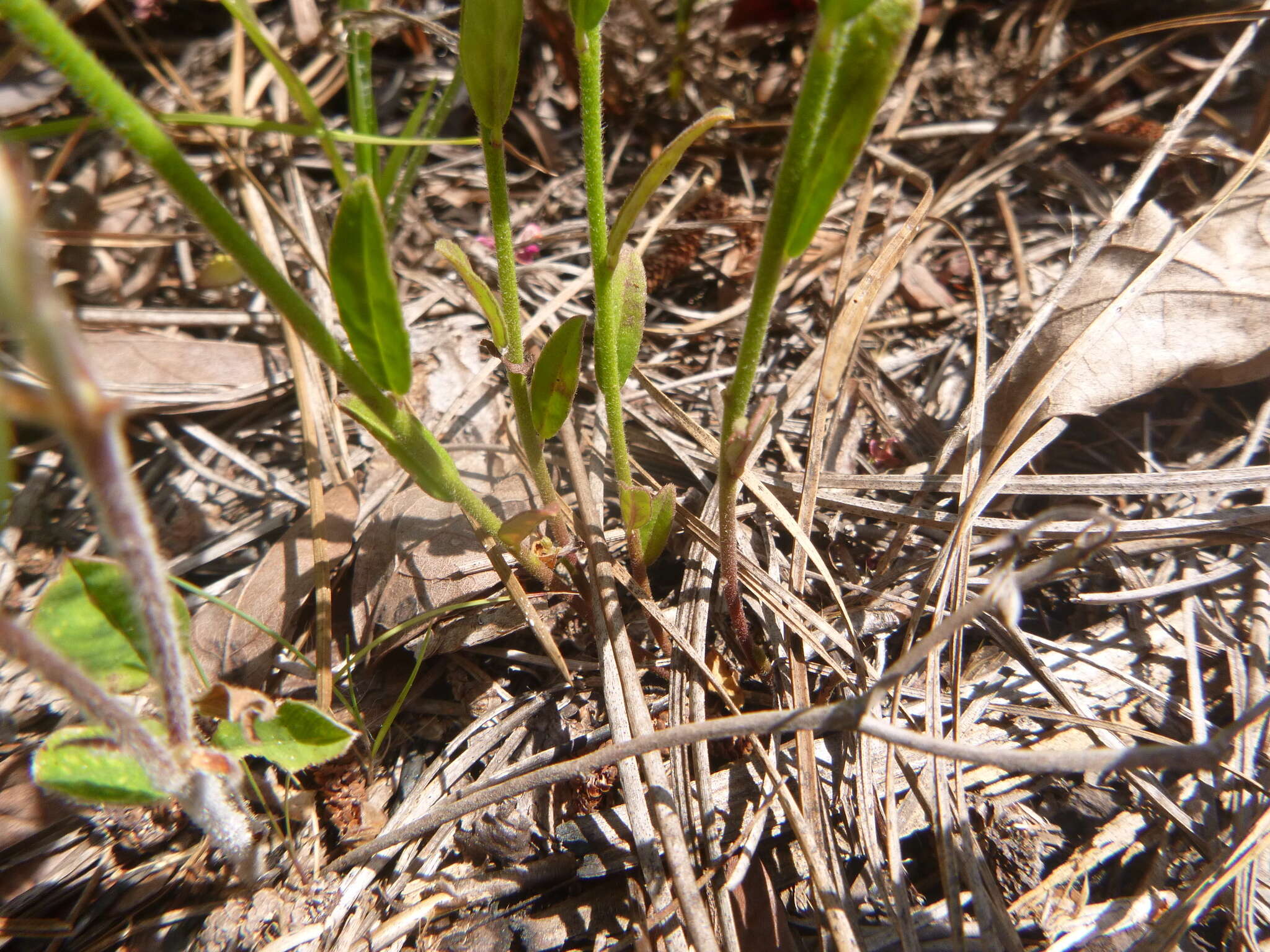 Imagem de Asemeia grandiflora (Walt.) Small