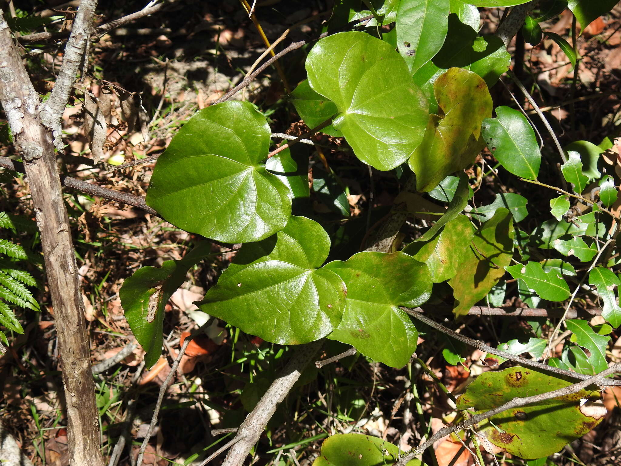 Imagem de Sarcopetalum harveyanum F. Müll.