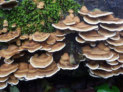 Image of Turkey Tail