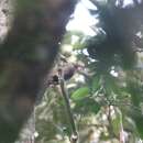 Image of Bare-headed Laughingthrush