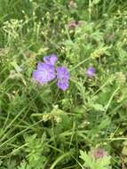 Sivun Phacelia hirsuta Nutt. kuva