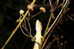 Image of China Grass Lizard