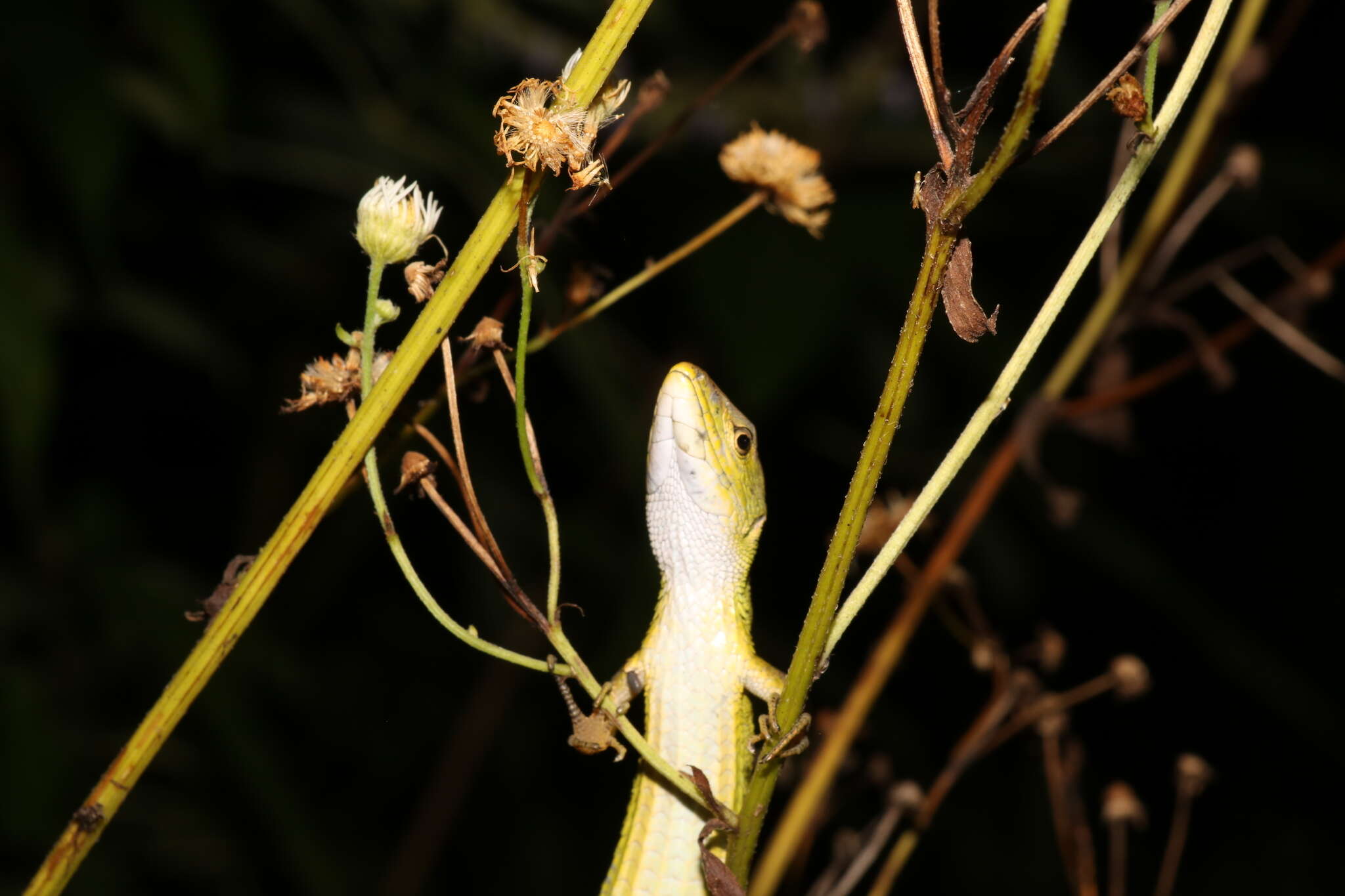 Image of China Grass Lizard