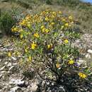 Image of Flourensia resinosa (Brandeg.) Blake