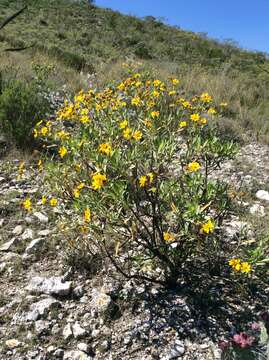 Image of Flourensia resinosa (Brandeg.) Blake