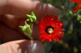 Image of Drosanthemum lavisii L. Bol.